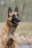 MALINOIS 678